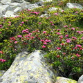 20110627-009-Neouvielle-Rhododendrons.JPG