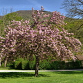 2014-04-09 Parc de Vizille 06