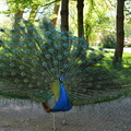 2014-04-09 Parc de Vizille 13
