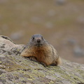 2014-04-20 Lauvitel 03