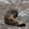 2014-04-20 Lauvitel 05