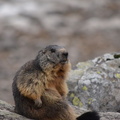 2014-04-20 Lauvitel 09