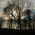2013-03-25 Foret Dourdan 01