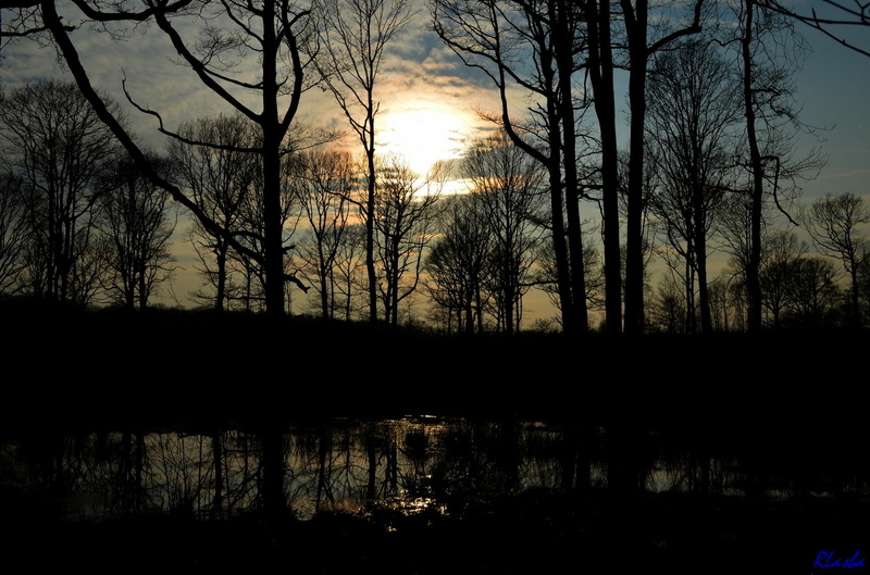 2013-03-25 Foret Dourdan 02.JPG