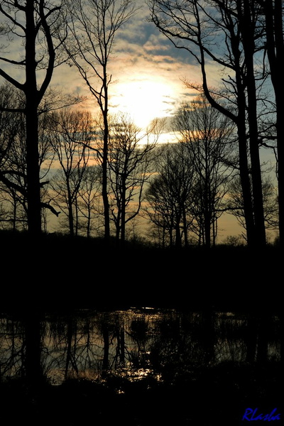 2013-03-25 Foret Dourdan 03.JPG