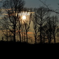 2013-03-25 Foret Dourdan 04
