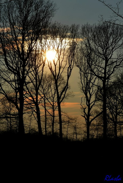 2013-03-25 Foret Dourdan 05.JPG