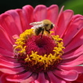 2013-09-08 Rambouillet Parc DSC 0076