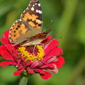 2013-09-08 Rambouillet Parc DSC 0086