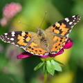 2013-09-08 Rambouillet Parc DSC 0089