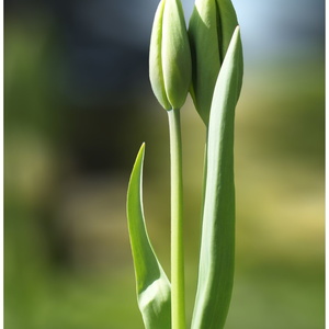 16/04 - Essais divers Tulipes