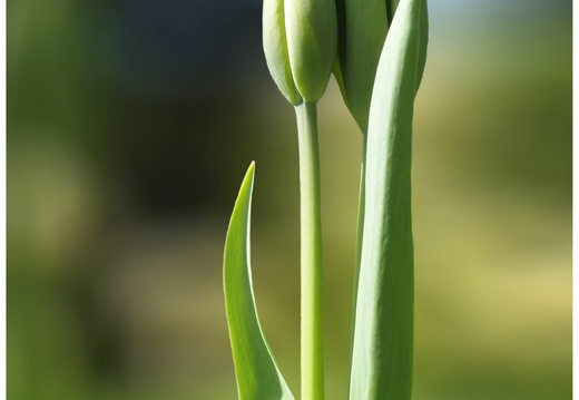 16/04 - Essais divers Tulipes