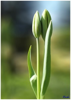 tulipe 01
