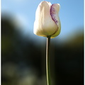 tulipe 02.jpg