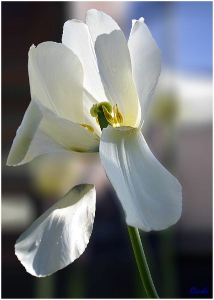 tulipe 03.jpg