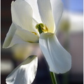 tulipe 03.jpg