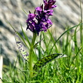 2017-06-18 Pralognan - Cirque du Génépi (10 03)
