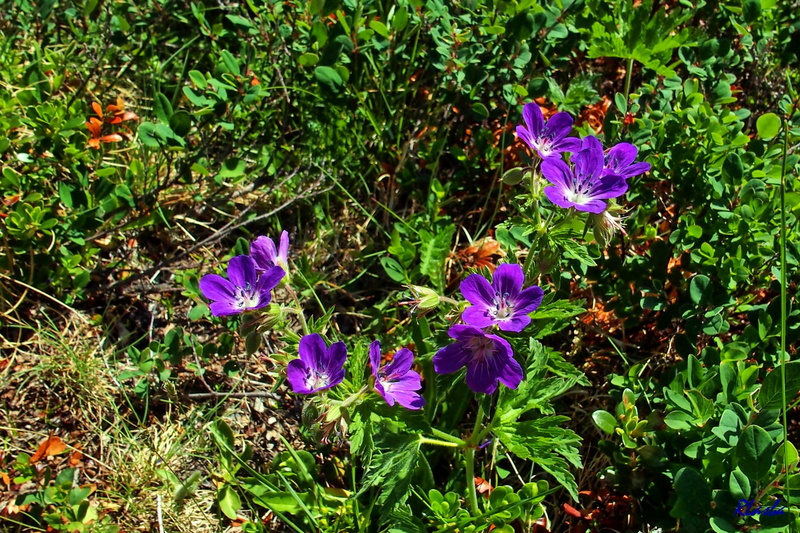 2017-06-18 Pralognan - Cirque du Génépi (10_07).jpg