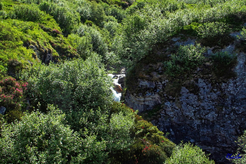 2017-06-18 Pralognan - Cirque du Génépi (10_08).jpg