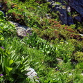 2017-06-18 Pralognan - Cirque du Génépi (15)