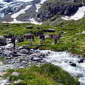 2017-06-18 Pralognan - Cirque du Génépi (16)