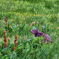 2017-06-18 Pralognan - Cirque du Génépi (40)