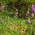 2017-06-19 Pralognan - Rocher de Villeneuve (03)