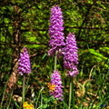 2017-06-19 Pralognan - Rocher de Villeneuve (04)