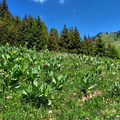 2017-06-19 Pralognan - Rocher de Villeneuve (15)