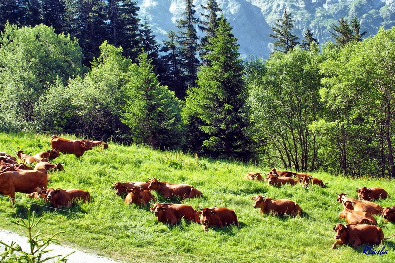 2017-06-20 Pralognan - Col de la Vanoise (04).jpg