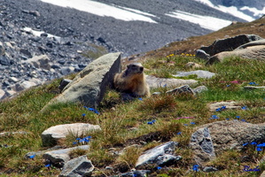 2017-06-20 Pralognan - Col de la Vanoise (47)