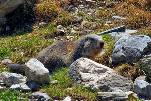 2017-06-20 Pralognan - Col de la Vanoise (48)