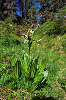 2017-06-21 Pralognan - Mt Chevrier (08)