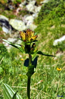 2017-06-21 Pralognan - Mt Chevrier (09)