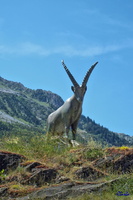 2017-06-21 Pralognan - Mt Chevrier (14)