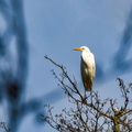 2024-03-21 - Ecluzelle (7)