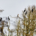 2024-03-21 - Ecluzelle (13)