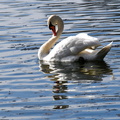 2024-03-21 - Ecluzelle (14)