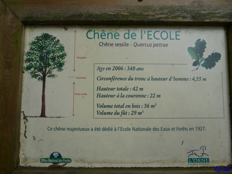 20090509_007_LaPerriere_FR61_CheneDeLEcole.JPG